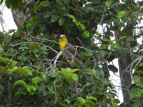 Sakalava Weaver (Ploceus sakalava), photo 7