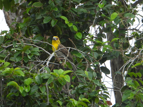 Sakalava Weaver (Ploceus sakalava), photo 6