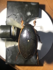 Dytiscus verticalis