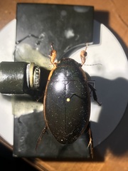 Dytiscus verticalis