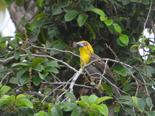 Sakalava Weaver (Ploceus sakalava), photo 5