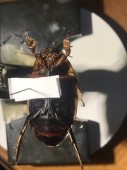 Dytiscus verticalis