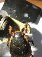 Dytiscus verticalis