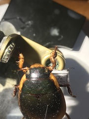 Dytiscus verticalis