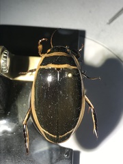 Dytiscus harrisii
