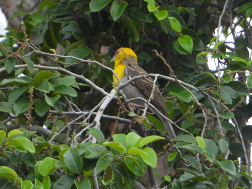 Sakalava Weaver (Ploceus sakalava), photo 2
