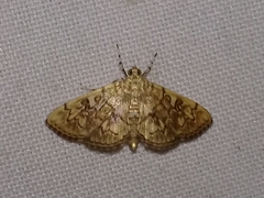 Pantographa
