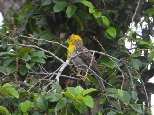 Sakalava Weaver (Ploceus sakalava), photo 1