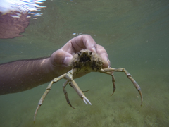 Stenocionops spinosissimus