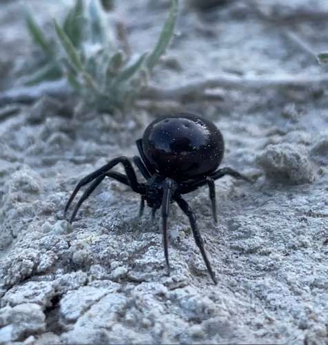 Mediterranean false black widow
