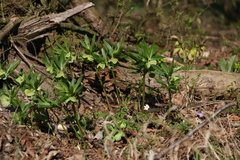 Helleborus viridis