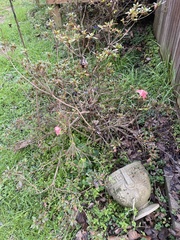 Rhododendron simsii
