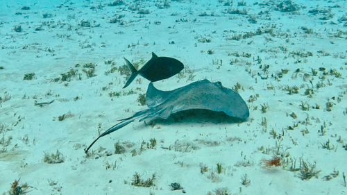 Hypanus americanus