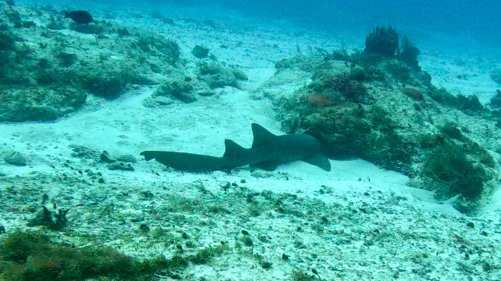 Nurse shark swimming past reef at Cozumel