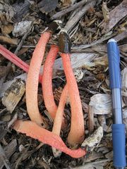 Phallus rubicundus