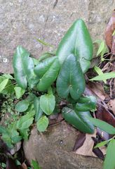 Mickelopteris cordata