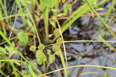 Juncus acuminatus