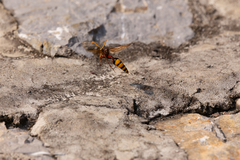 Delta pyriforme pyriforme