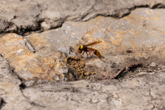 Delta pyriforme pyriforme