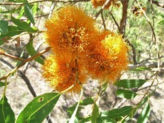 Eucalyptus phoenicea