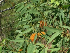 Eucalyptus phoenicea