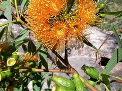 Eucalyptus phoenicea