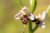 Horned Orchid - Photo (c) Li Jianong, some rights reserved (CC BY-NC), uploaded by Li Jianong
