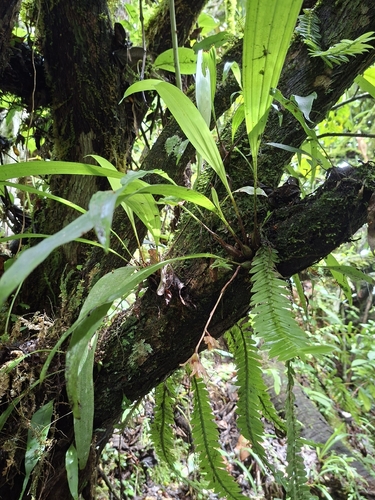 Xylobium corrugatum
