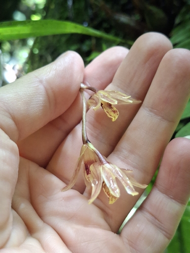 Xylobium corrugatum, photograph 2