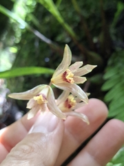 Daniel Mesa, CC BY, iNaturalist via GBIF Xylobium corrugatum, photograph Daniel Mesa, CC BY, iNaturalist via GBIF