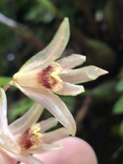 Daniel Mesa, CC BY, iNaturalist via GBIF Xylobium corrugatum, photograph Daniel Mesa, CC BY, iNaturalist via GBIF