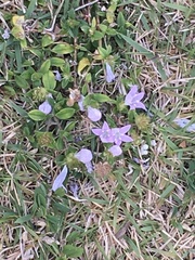 Richardia grandiflora