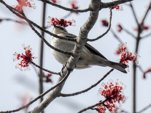 Yellow-rumped Warbler photographed in New Hampshire