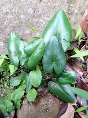 Mickelopteris cordata