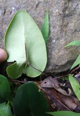 Mickelopteris cordata