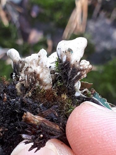 veinless pelt lichen