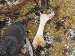 Dinornithiformes
