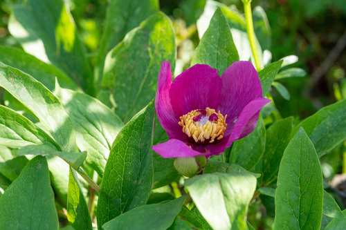 Paeonia mascula — search result for 'Spain'