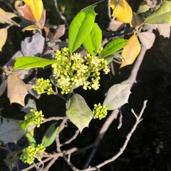 Ilex opaca arenicola