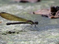 Heliocypha fenestrata cornelli