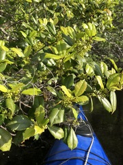 Ilex opaca arenicola