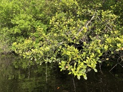 Ilex opaca arenicola