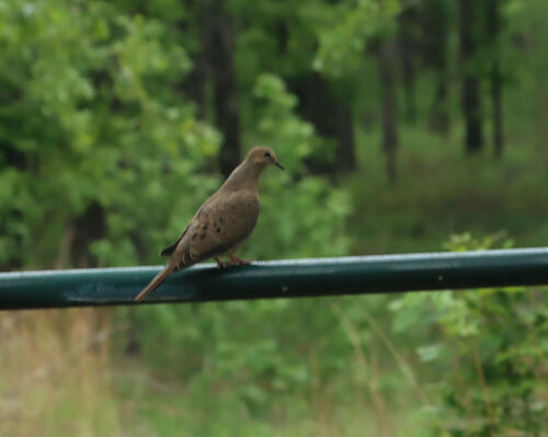 Mourning Dove photographed in Arkansas