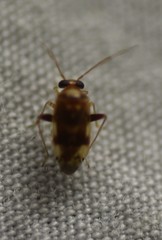 Dagbertus