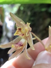 Xylobium corrugatum, photograph Daniel Mesa, CC BY, iNaturalist via GBIF