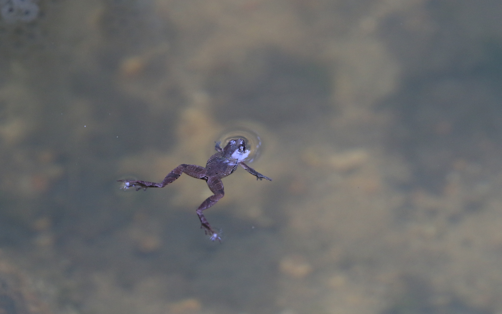 Nanohyla albopunctata