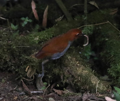 Grallaria rufocinerea