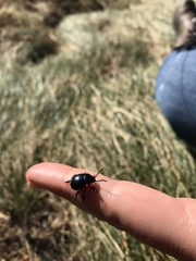 Timarcha tenebricosa