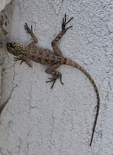 Peters's Rock Agama