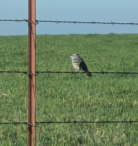 White-crowned Sparrow photographed in Kansas